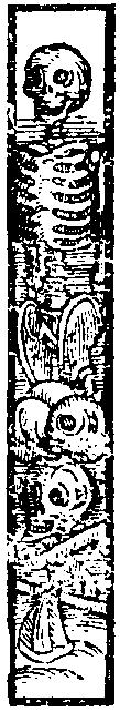 Skeleton